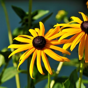 Black-Eyed Susans Print – Landscape Wall Art, Flower Photography, Digital Download