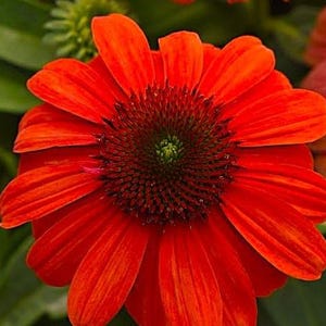 Live Sombrero Adobe Orange Coneflower / Echinacea Hybrida - [Pint Pot] - Free Shipping!!! - Perennial - (6 Echinacea Varieties Available)