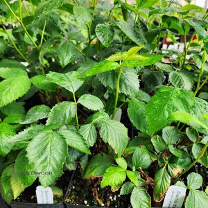 Live OUACHITA BLACKBERRY Plant (from Tissue Culture) - [3.5" Pot] - Free Shipping!!! - Fruit Plants - (4 Blackberry Varieties Available) zdjęcie 2