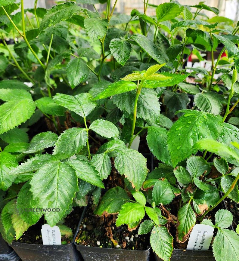 Live OUACHITA BLACKBERRY Plant (from Tissue Culture) - [3.5" Pot] - Free Shipping!!! - Fruit Plants - (4 Blackberry Varieties Available) zdjęcie 2