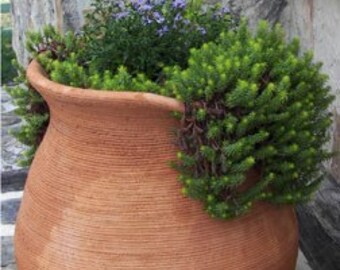 Live Angelina STONECROP Succulent Plant / SEDUM Rupestre - [3.5" Pot] - Groundcover - (3 Sedum Varieties Available)