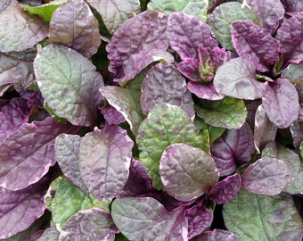 Live Variegated Burgundy Glow BUGLEWEED Plant / AJUGA Reptans - [Pint Pot] - Groundcover - (3 AJUGA Varieties Available)