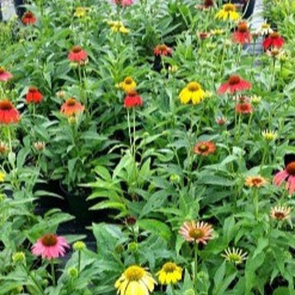 Live Cheyenne Spirit CONEFLOWER Plant / ECHINACEA Purpurea - [Pint Pot] - Perennial - (5 Echinacea Varieties Available)