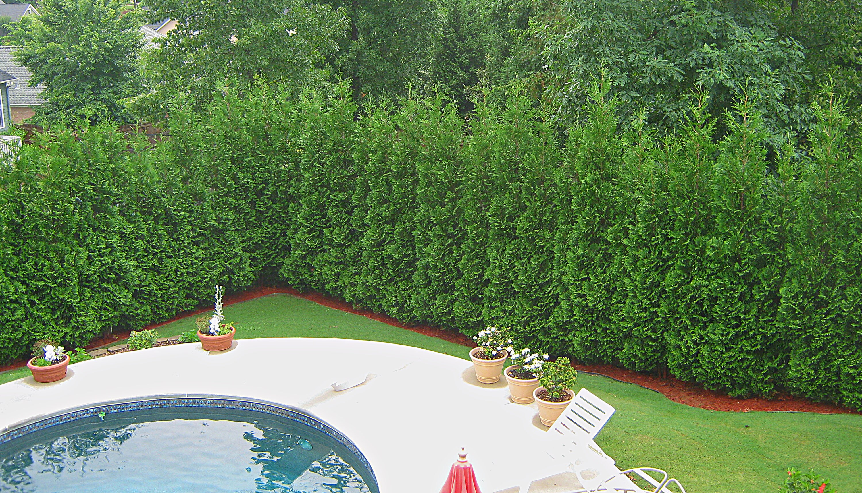 2 American Pillar Arborvitae® Fast Growing Privacy Hedge Thuja