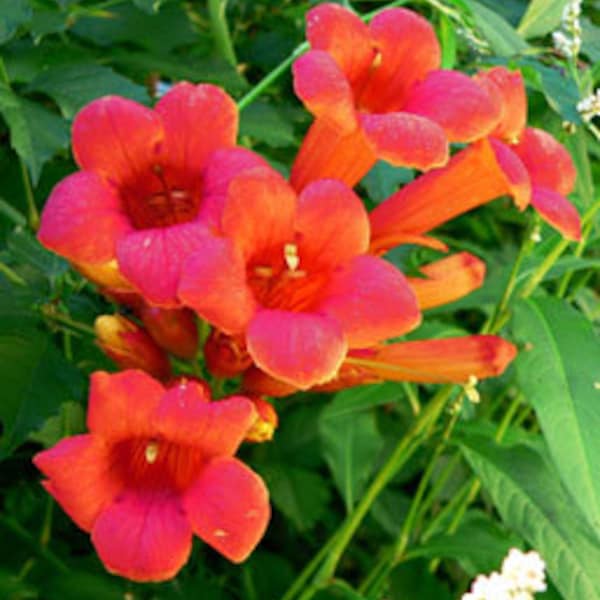 Trumpet Vine Live Plant - Etsy