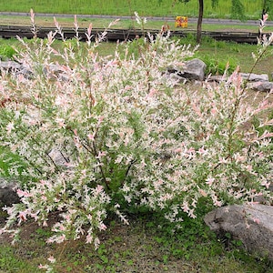 May include: A vibrant bush with green foliage and delicate pink and white leaves. The plant is surrounded by rocks and grass, creating a natural and colorful scene. The bush is in a garden setting.