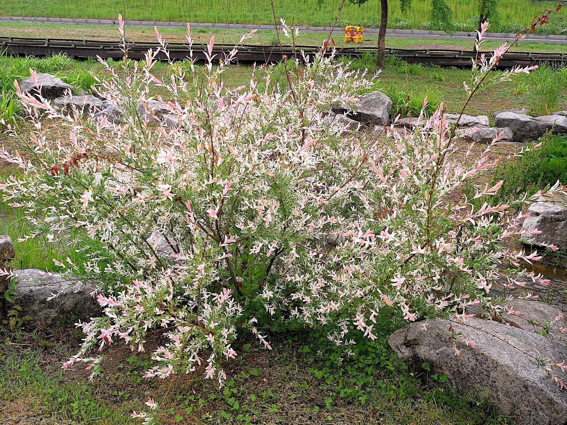 Live Hakuro-nishiki JAPANESE DAPPLED WILLOW Plant / Salix Integra