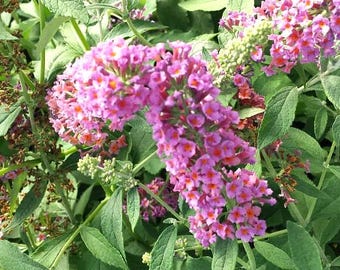 Live Bicolor BUTTERFLY BUSH Plant / BUDDLEJA x Weyeriana - [Pint Pot] - Free Shipping! - Shrubs & Bushes - (5 Buddleia Varieties Available)