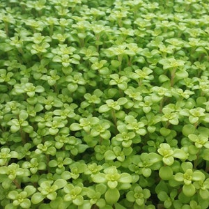 Live Golden Japanese Ogon STONECROP Succulent Plant / SEDUM Makinoi - [3.5" Pot] - Groundcover - (3 Sedum Varieties Available)