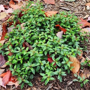 Live Georgia Blue CREEPING SPEEDWELL Plant / VERONICA Peduncularis - [Pint Pot] - Free Shipping!!! - Groundcover