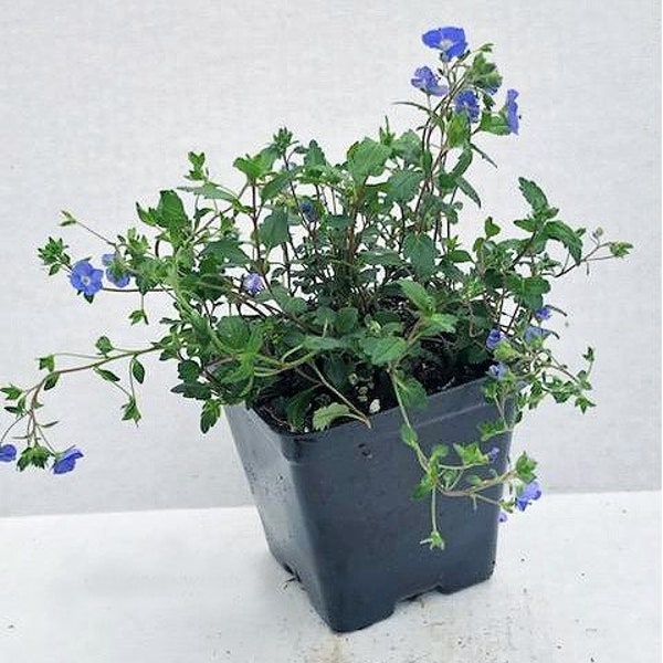 Live Georgia Blue CREEPING SPEEDWELL Plant / VERONICA Peduncularis - [Pint Pot] - Groundcover