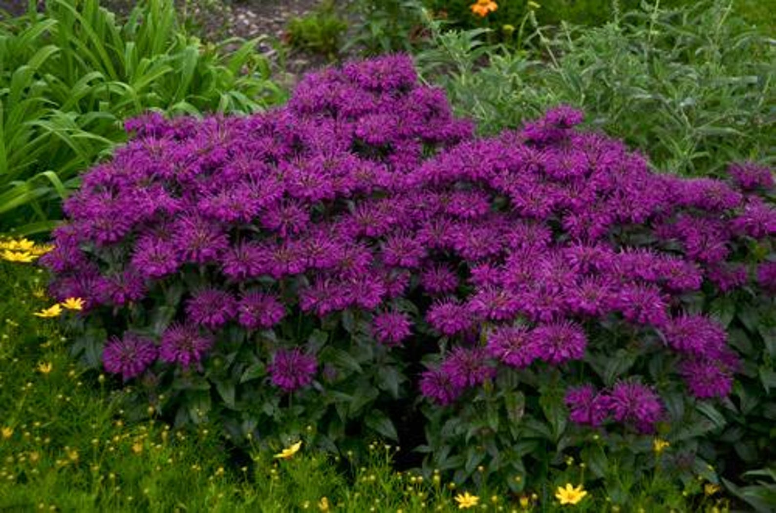 Live Grape Gumball BEE BALM Plant / MONARDA Didyma - [pint Pot] - Free ...