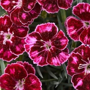 May include: Close-up of vibrant red and pink carnation flowers with white edges and green foliage. The petals display a speckled pattern, creating a striking contrast. The flowers are in full bloom, showcasing their intricate details.