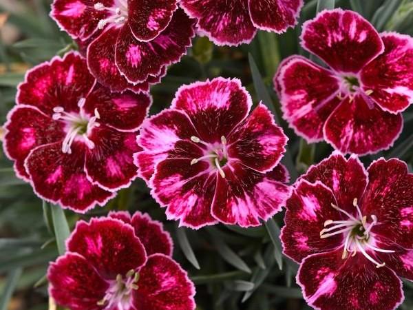 Live Mountain Frost Ruby Glitter / Dianthus Hybrida - [Pint Pot] - Free Shipping - Perennial - (4 Dianthus Varieties Available)