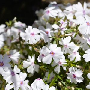 May include: Close-up of a cluster of white phlox flowers with five petals each. The flowers have a small purple center and are surrounded by green leaves. The background is dark.