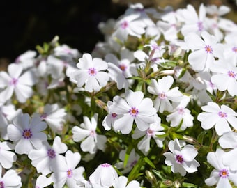Live Amazing Grace CREEPING PHLOX Plant / SUBULATA - [Pint Pot] - Free Shipping!!! - Groundcover - (8 Phlox Varieties Available)