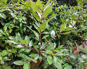 May include: Close-up of a bay laurel plant with vibrant green leaves and reddish-brown stems. Some leaves have white variegation along the edges. The plant is surrounded by other green foliage.