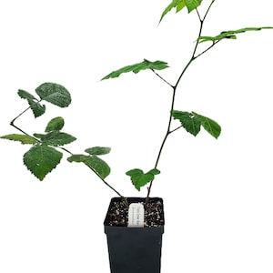 May include: A young Triple Crown Blackberry plant in a black square pot. The plant has green leaves and a slender, dark green stem. A white label with text is attached to the pot. The background is white.