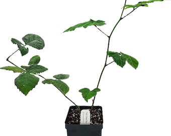 May include: A young Triple Crown Blackberry plant in a black square pot. The plant has green leaves and a slender, dark green stem. A white label with text is attached to the pot. The background is white.