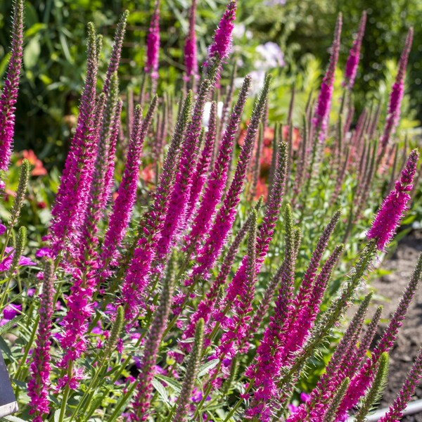 Live Red Fox SPIKED SPEEDWELL Plant / VERONICA Spicata - [Pint Pot] - Perennial - (3 Spiked Speedwell Varieties Available)