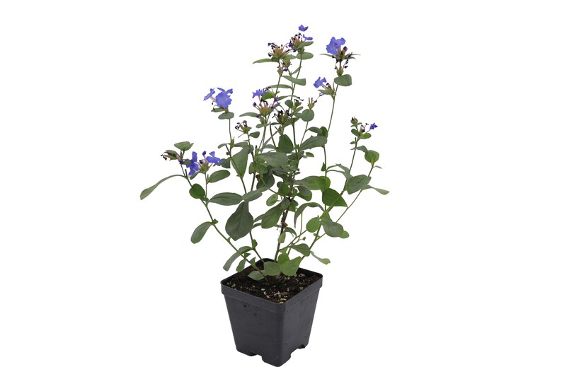 GreenwoodNursery Plumbago