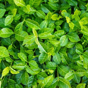 Live PURPLE WINTERCREEPER Plant / Euonymus Fortunei Coloratus - [3.5&quot; Pot/Bare Roots] - Free Shipping!!! - Groundcover