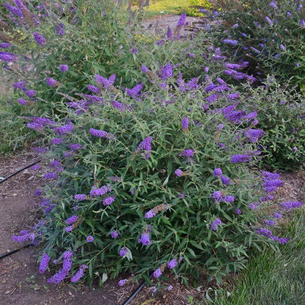 Live Monarch Blue Knight BUTTERFLY BUSH Plant / BUDDLEJA|Buddleia Davidii - [Pint Pot] - Shrubs & Bushes - (5 Buddleia Varieties Available)