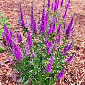 May include: A vibrant cluster of purple Veronica flowers in full bloom. The tall, spiky flower heads are a deep violet hue, contrasting with the green foliage. The flowers are set against a backdrop of brown mulch.