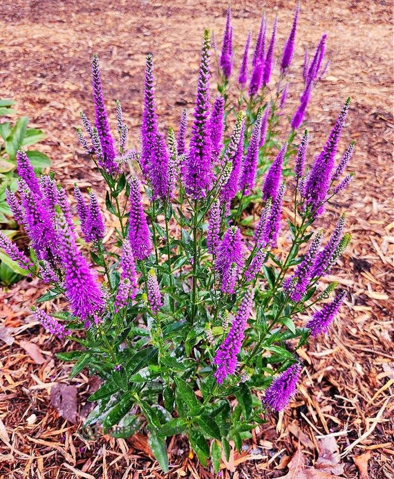 Live Very Van Gogh SPIKED SPEEDWELL Plant / VERONICA Spicata