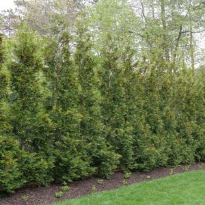 Live American Pillar ARBORVITAE Tree / THUJA Occidentalis - [Quart Pot] - Free Shipping!!! - (2 Thuja Plant Varieties Available)