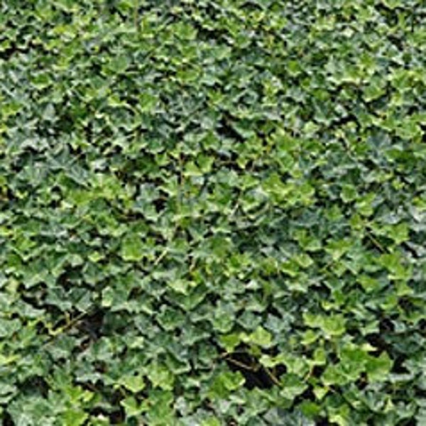 Live ENGLISH IVY Plant / HEDERA Helix - [Bare Roots] - Groundcover