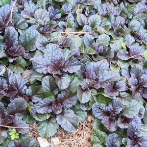 Live Mahogany BUGLEWEED Plant / AJUGA Reptans - [Pint Pot] - Free Shipping!!! - Groundcover - (3 AJUGA Varieties Available)