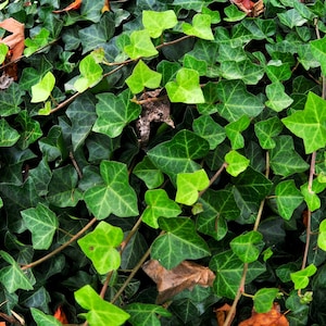 May include: Close-up of a dense patch of green ivy. The leaves vary in shades of green, with some lighter, newer leaves interspersed among the darker, mature ones. Brown stems and a few fallen brown leaves are also visible.