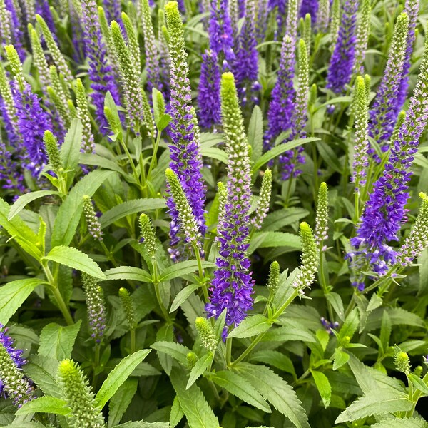 Live Royal Candles SPIKED SPEEDWELL Plant / VERONICA Spicata - [Pint Pot] - Perennial - (3 Spiked Speedwell Varieties Available)