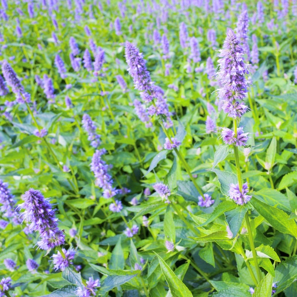 Live BLUE FORTUNE AGASTACHE Plant / Giant Hyssop - [Pint Pot] - Perennial