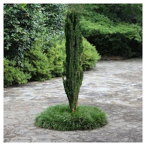 May include: A tall, slender evergreen tree with dark green foliage, surrounded by a circular bed of low-lying green grass. The tree stands on a stone-paved surface, with lush green bushes and trees in the background.