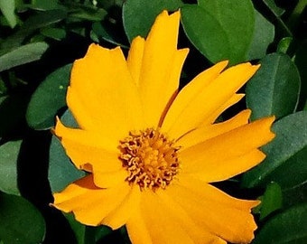 Live Nana Mouse Ear TICKSEED Plant / COREOPSIS Verticillata - [Pint Pot] - Perennial - (4 Coreopsis Varieties Available)