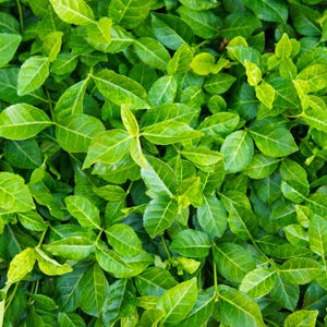 May include: Close-up of vibrant green leaves, showcasing a dense arrangement of foliage. The leaves vary in shades of green, with some displaying a lighter, yellowish hue. The image highlights the natural texture and patterns of the leaves.