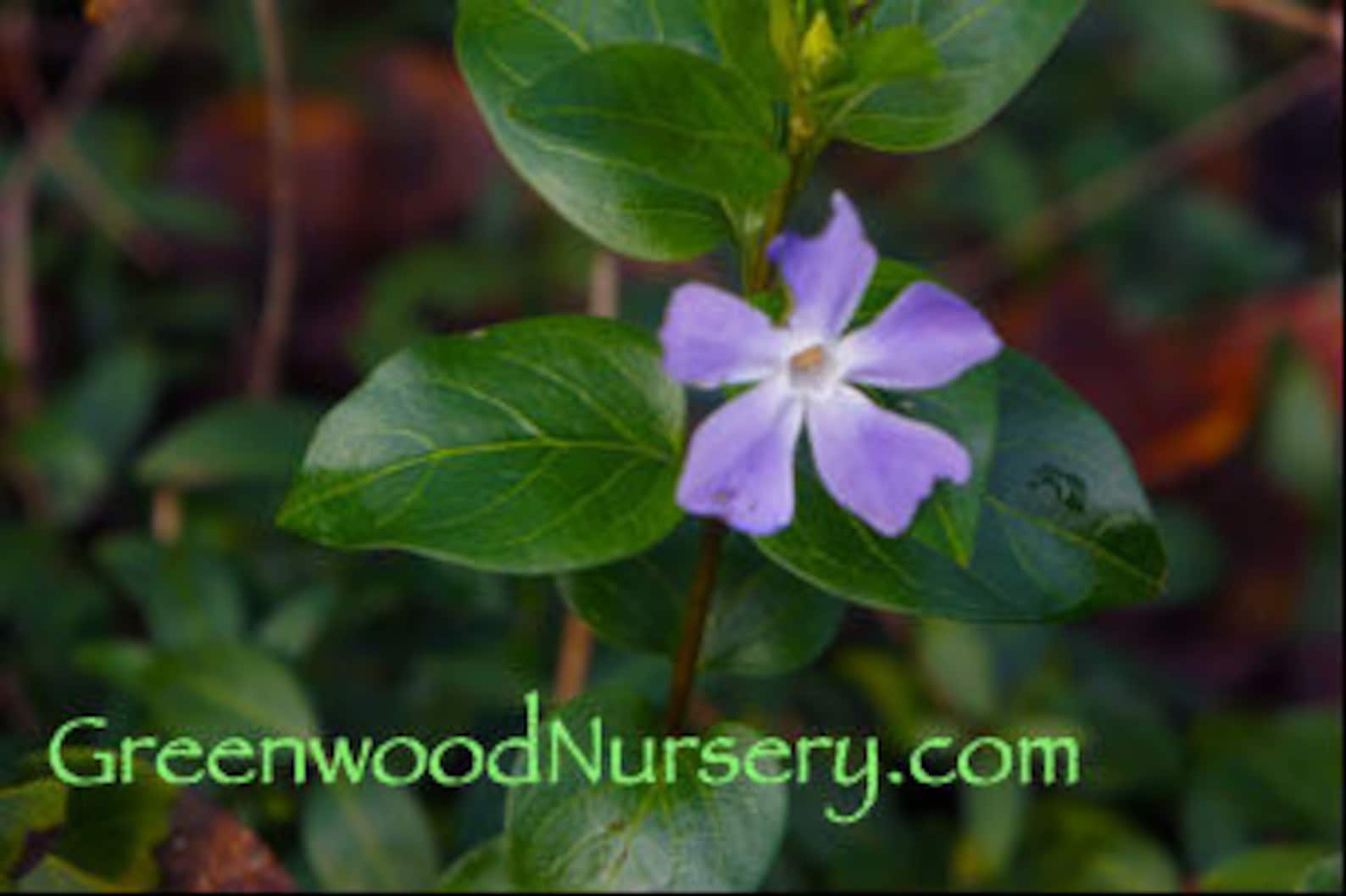 Vinca Evergreen Groundcover 50 Bare Root Plants Fast Growing Plant With