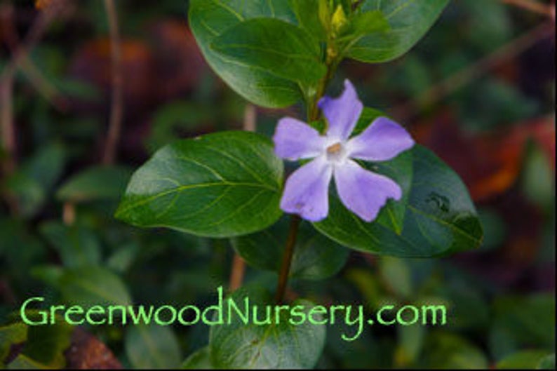 Vinca Evergreen Groundcover 50 Bare Root Plants Fast Growing Plant With
