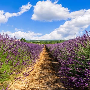 Live GROSSO LAVENDER Plant / Lavandula x Intermedia - [3.5&quot; Pot] - Free Shipping!!! - Perennial - (7 Lavender Varieties Available)