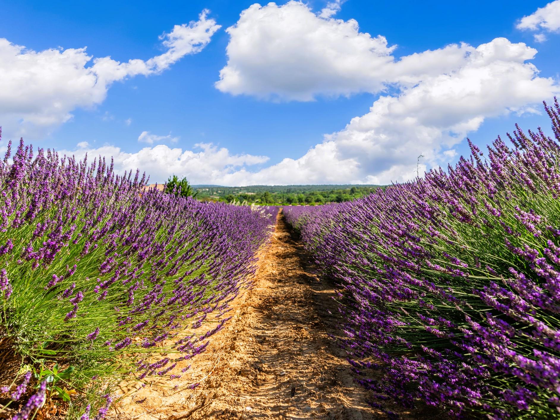Live GROSSO LAVENDER Plant / Lavandula x Intermedia - [3.5" Pot] - Free Shipping!!! - Perennial - (7 Lavender Varieties Available)