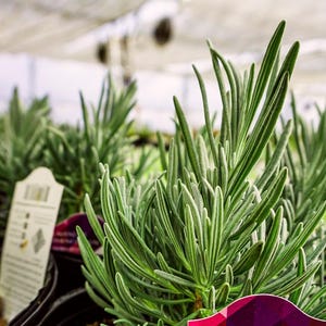 Live PHENOMENAL LAVENDER Plant / Lavandula x Intermedia - [Pint Pot] - Free Shipping!!! - Perennial - (7 Lavender Varieties Available)