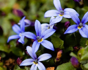 Live BLUE STAR CREEPER Plant / Isotoma Fluviatilis - [Pint Pot] - Free Shipping!!! - Groundcover