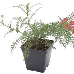 Live New Vintage Red ACHILLEA Plant / YARROW - [Pint Pot] - Free Shipping!!! - Perennial - (2 Achillea Varieties Available)
