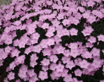 Live BATH'S PINK DIANTHUS Gratianopolitanus Plant - [Pint Pot] - Free Shipping!!! - Perennial - (4 Dianthus Varieties Available)