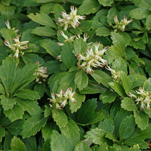 Live PACHYSANDRA Terminalis Plant / JAPANESE SPURGE - [Bare Roots/Pint Pot] - Free Shipping!!! - Groundcover