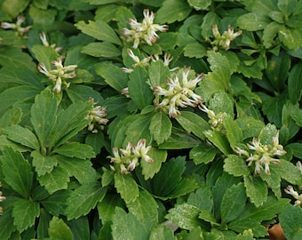 Live PACHYSANDRA Terminalis Plant / JAPANESE SPURGE - [Bare Roots/Pint Pot] - Free Shipping!!! - Groundcover