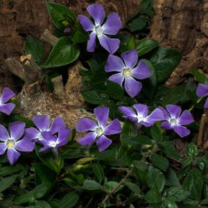May include: Close-up of periwinkle flowers with five petals, in shades of purple and white, with yellow centers. The flowers are surrounded by green leaves and set against a textured, brown background.