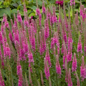 Live Red Fox SPIKED SPEEDWELL Plant / VERONICA Spicata - [Pint Pot] - Free Shipping! - Perennial - (3 Spiked Speedwell Varieties Available)